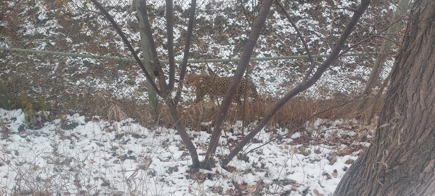 A large juvanile cheatah stalks along the chain link fence that makes up its enclosure